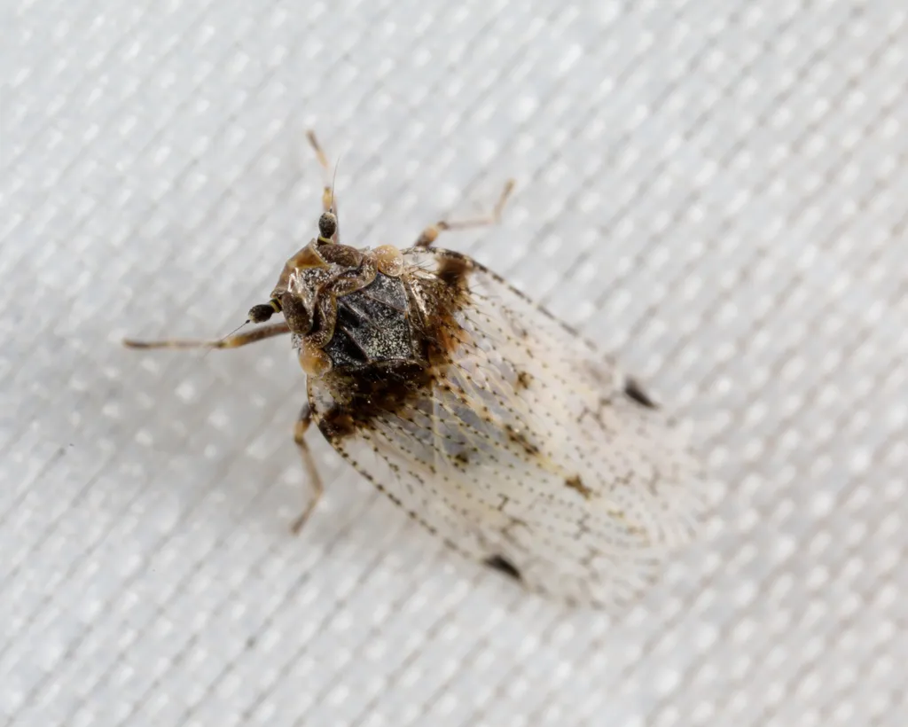 Cixius stigmatus - photo 3