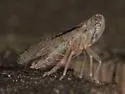 Cixius vandykei