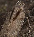 Cixius vandykei - photo 2