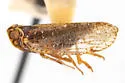 Cixius vandykei - photo 3