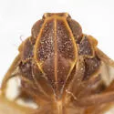 Cixius vandykei - photo 5