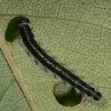 Cladius brullei