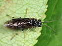 Cladius compressicornis