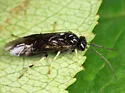 Cladius compressicornis - photo 2