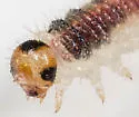 Cladius compressicornis - photo 5