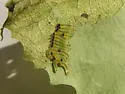 Poplar Sawfly
