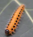 Poplar Sawfly - photo 2