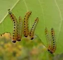 Poplar Sawfly - photo 3