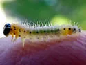 Poplar Sawfly - photo 4