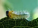 Poplar Sawfly - photo 5