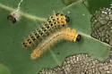 Cladius gregarius