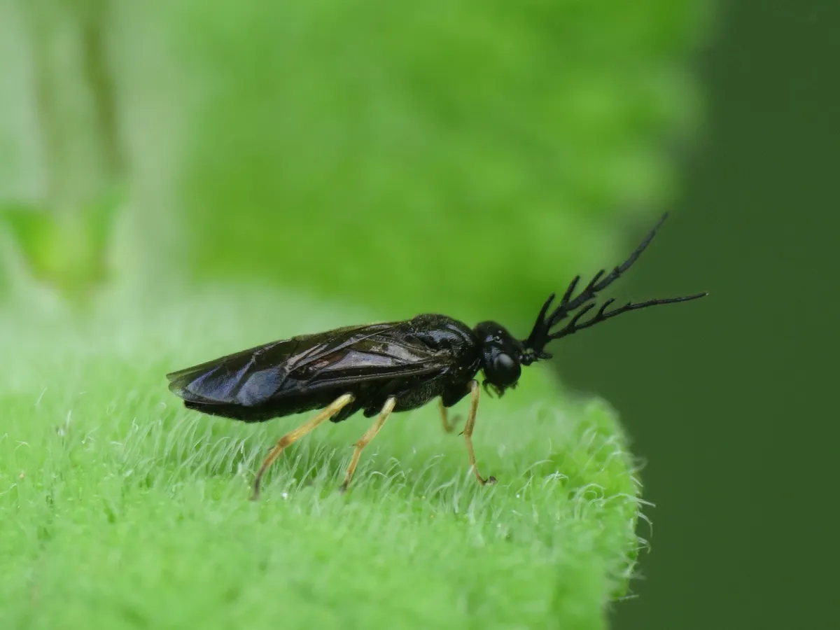 Bristly Roseslug Sawfly - photo 2