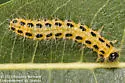 Cladius simplicicornis
