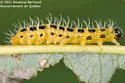 Cladius simplicicornis - photo 2