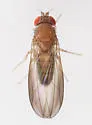 Cladochaeta inversa
