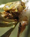 Cladochaeta sturtevanti - photo 3
