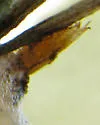 Cladochaeta sturtevanti - photo 4