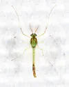 Cladopelma edwardsi