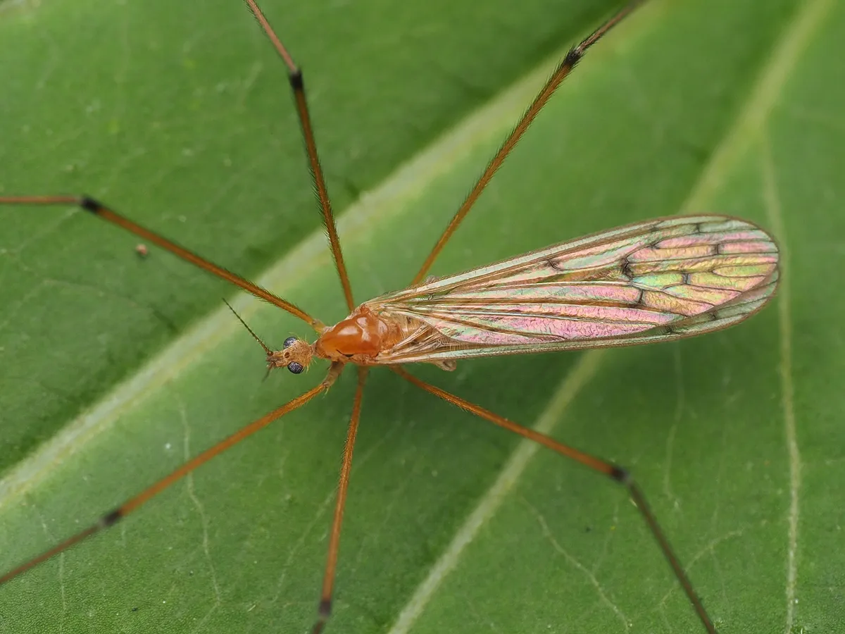 Cladura flavoferruginea - photo 2