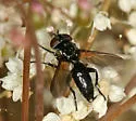 Clairvillia nitoris