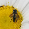 Clairvillia nitoris - photo 2