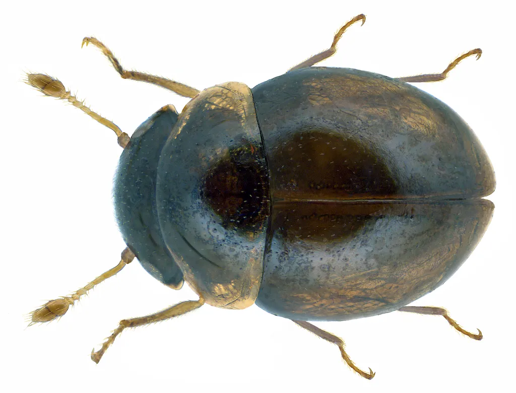 Minute Beetles - Clambidae