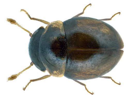Minute Beetles - photo 2