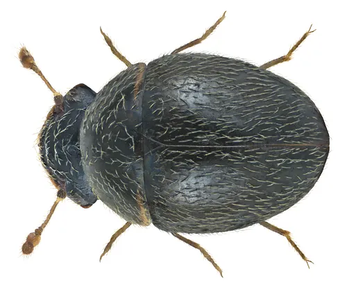 Clambus armadillo