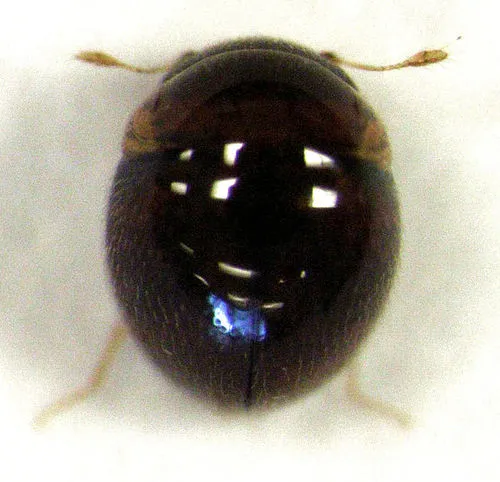 Clambus domesticus
