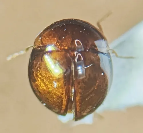 Clambus formosanus - photo 2