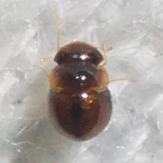 Clambus gibbulus