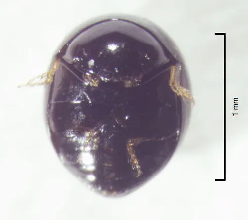 Clambus neptunus