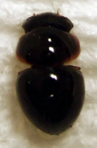 Clambus pluto