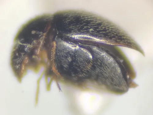 Clambus pubescens