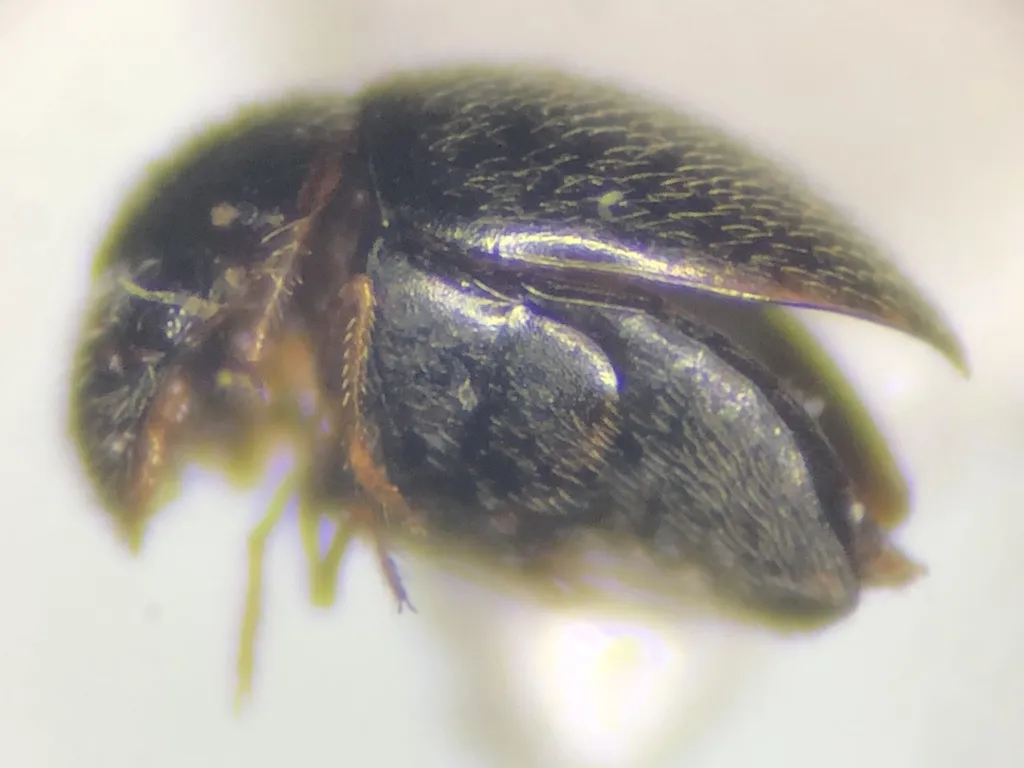 Clambus pubescens - photo 3