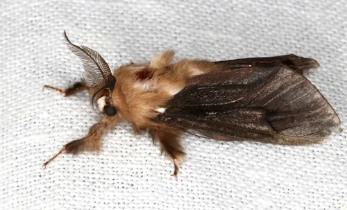 Common Case Moth