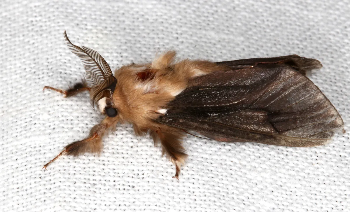 Common Case Moth - photo 3