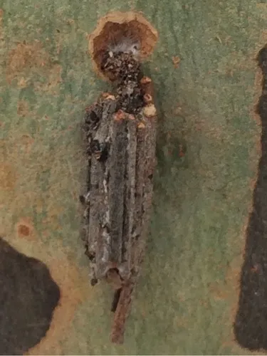 Common Case Moth - photo 5