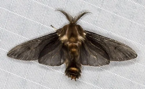 Common Case Moth - photo 6
