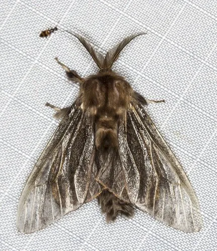 Common Case Moth - photo 7