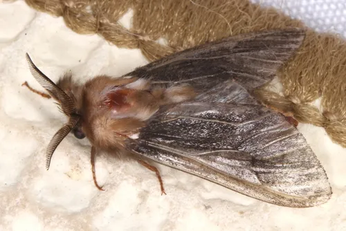 Common Case Moth - photo 8