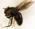 Clanoneurum americanum - photo 2