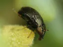 Clanoneurum americanum - photo 3