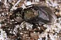 Clanoneurum americanum - photo 4