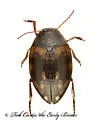 Clarkhydrus corvinus