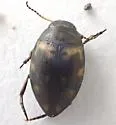 Clarkhydrus corvinus - photo 2