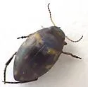 Clarkhydrus corvinus - photo 3