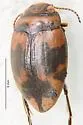 Clarkhydrus eximius
