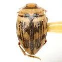 Clarkhydrus falli