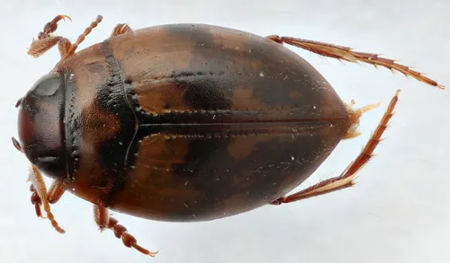 Clarkhydrus roffii